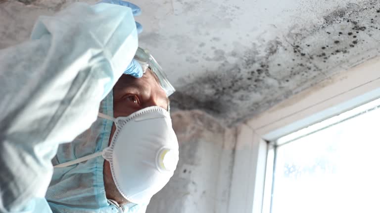 Best Emergency Mold Remediation  in Chenoa, IL